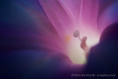 morning_glory.jpg