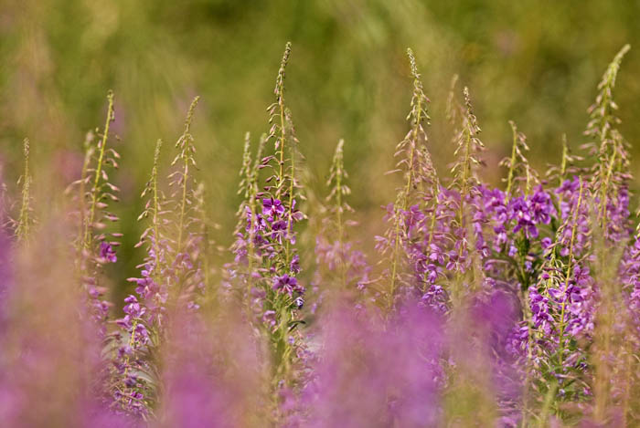 epilobium 3.jpg