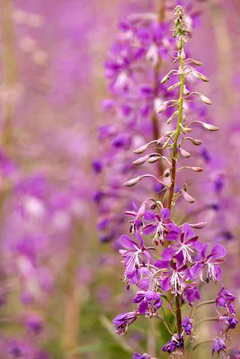 epilobium 2.jpg