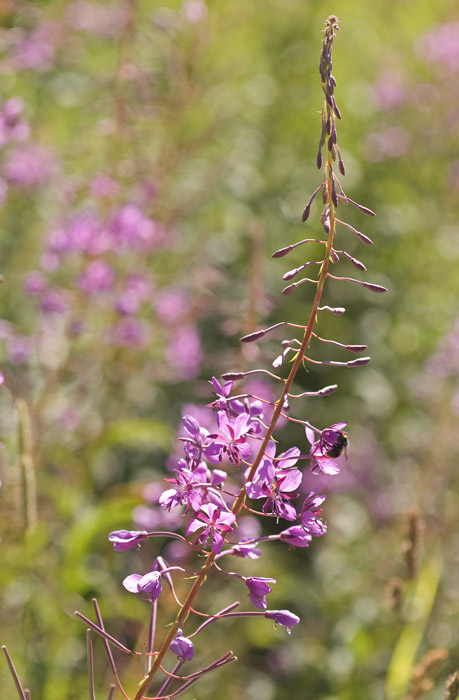 epilobium 1.jpg