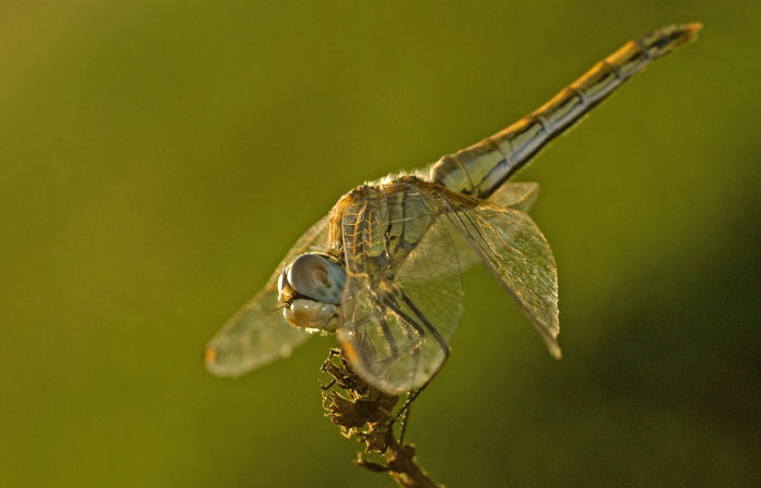 libellula 6.jpg