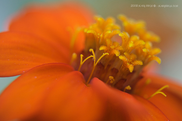 Zinnia Linearis_4.jpg