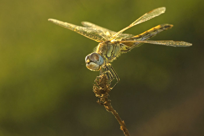 controluce libellula 1bis.jpg