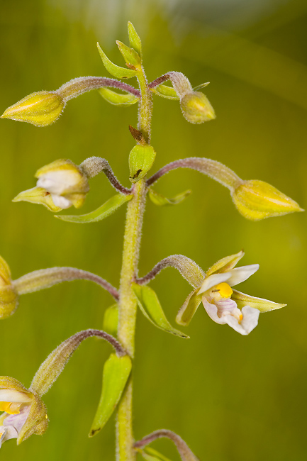 ORCHIDEE_2567.jpg