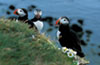 Gallery Fotografia naturalistica Islanda