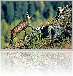 Camoscio_002