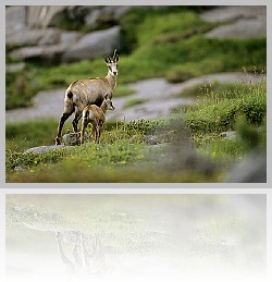 Camoscio_007