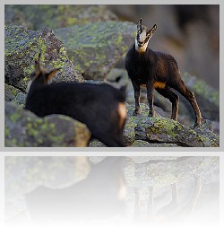Camoscio_013