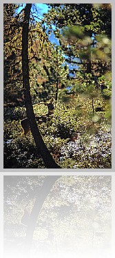 Capriolo_002