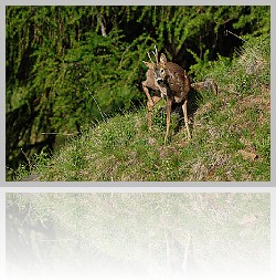 Capriolo_003