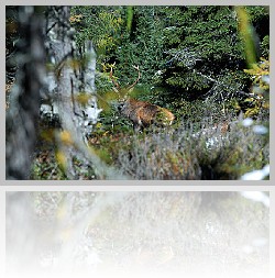 Cervo_003