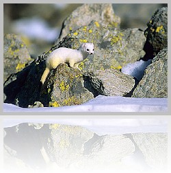 Ermellino_001