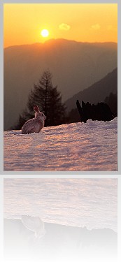 Lepre_001