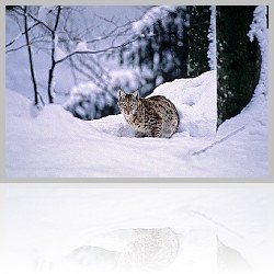 Lince_002