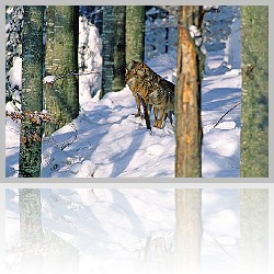 Lupo_001