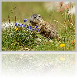 Marmotta_006