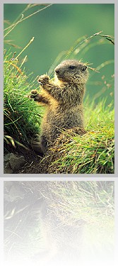 Marmotta_007
