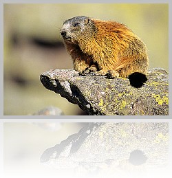 Marmotta_008
