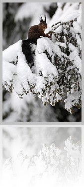 Scoiattolo_002