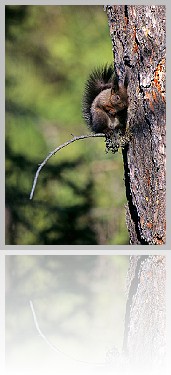 Scoiattolo_005