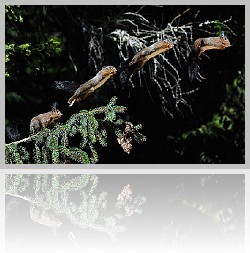 Scoiattolo_010