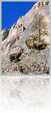 Stambecco_002