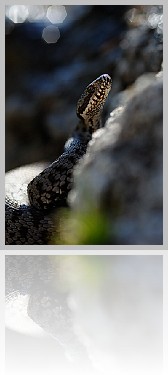 Vipera_001