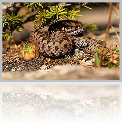 Vipera_004