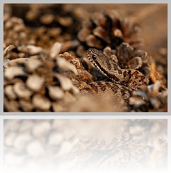 Vipera_007