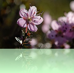 Fio_005