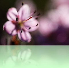 Fio_006