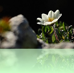 Fio_007
