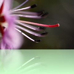 Fio_008