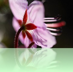 Fio_009