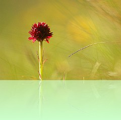 Fio_011
