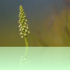Fio_012