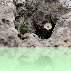 Fio_015