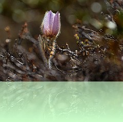 Fio_016