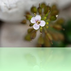 Fio_027