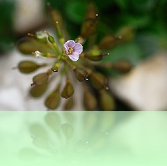Fio_028