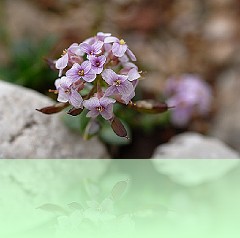Fio_029