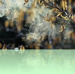 Fio_033