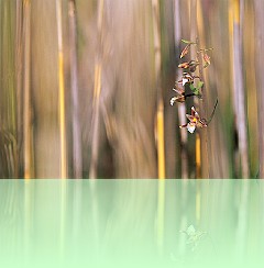 Fio_036