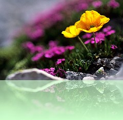 Fio_041