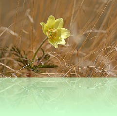Fio_045