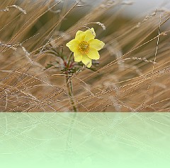 Fio_046