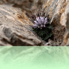 Fio_047