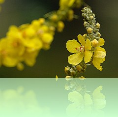 Fio_052