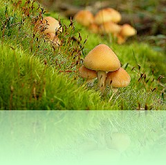 Fun_010