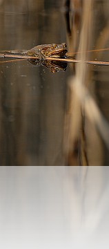 Anfibi_012